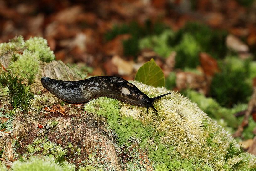 Schwarze Nacktschnecke von Anja Bagunk