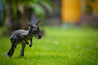 Les grands sauts par Tierfotografie.Harz Aperçu