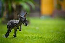 Big jumps by Tierfotografie.Harz