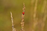 Coccinelle