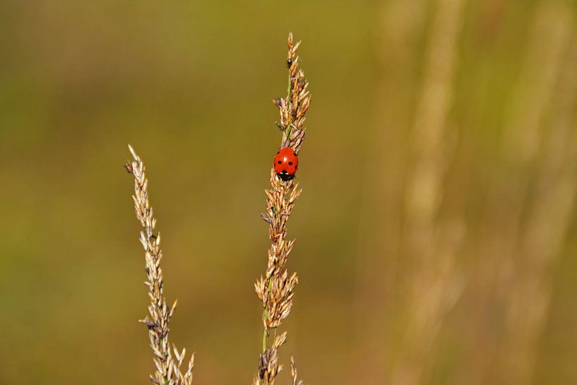 Coccinelle par Elsbeth Beltman