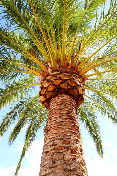 palmboom van Eveline De keukelaere