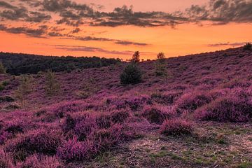 Zonsondergang Posbank Rheden met oranje gloed in de lucht van Rick van de Kraats