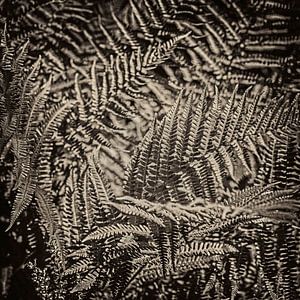 duotone