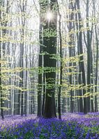 Zon tussen bomen
