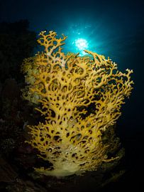 Vuurkoraal door de zon belicht