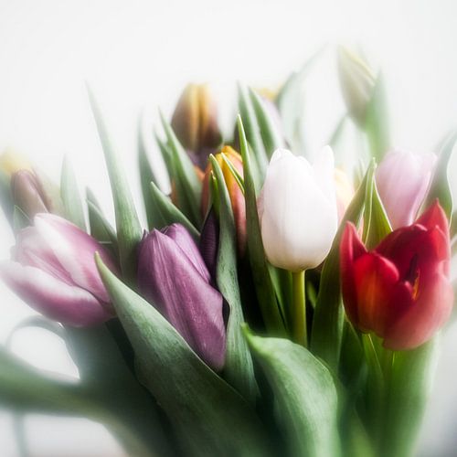 Ein Strauß Tulpen