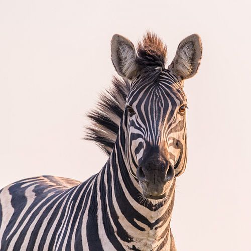 Zebra in Afrika