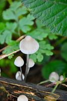 Champignons élégants