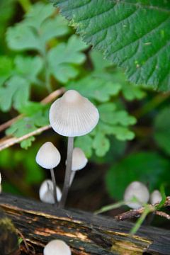 Elegant mushrooms by Myrthe Visser-Wind