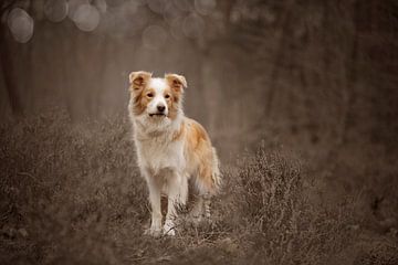 Border Collie by Nanda Jansen