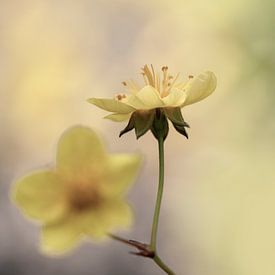 In soft botergeel. van Alie Ekkelenkamp