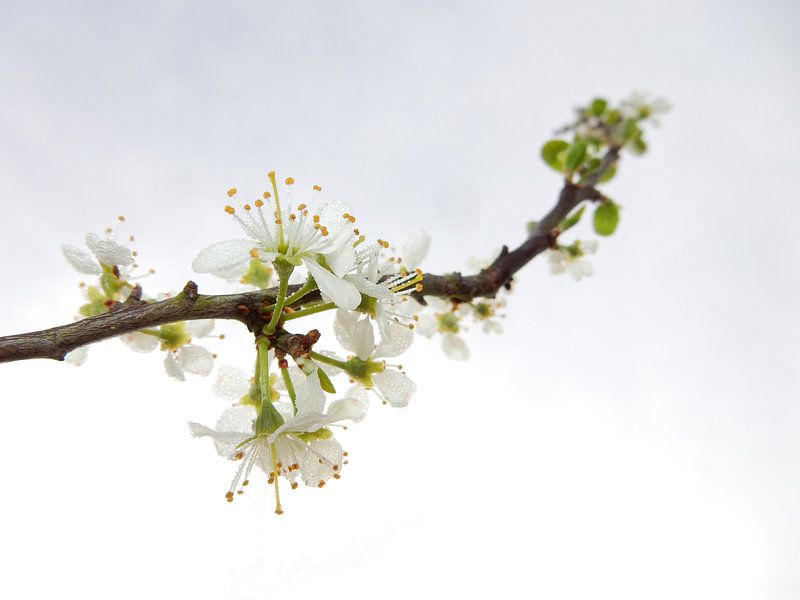 witte bloesem  van Joke te Grotenhuis