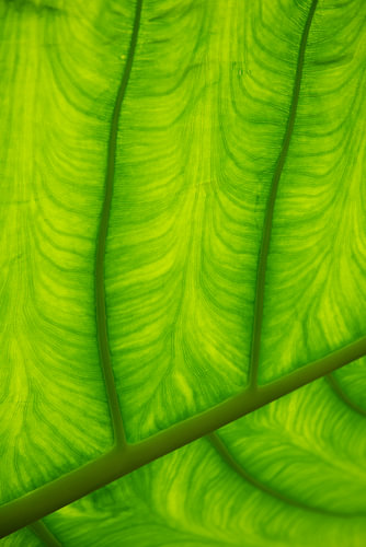 Detail eines Riesenelefantenohr-Blattes Nr. 3