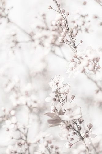 High Key Minimalistisch Bloesem Close up