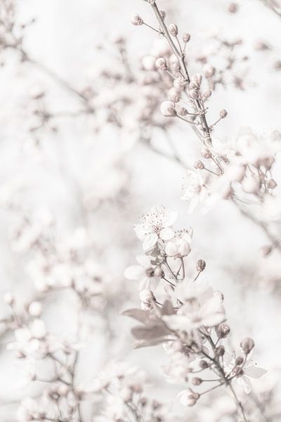 High Key Minimalistic Blossom Close up by Art By Dominic