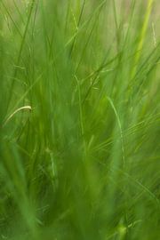 Zomer gras (Nederland) van Marcel Kerdijk