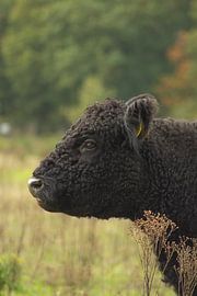 Wild cow by Renate Weekhout