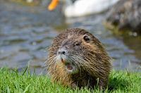 Bever in groen gras bij water