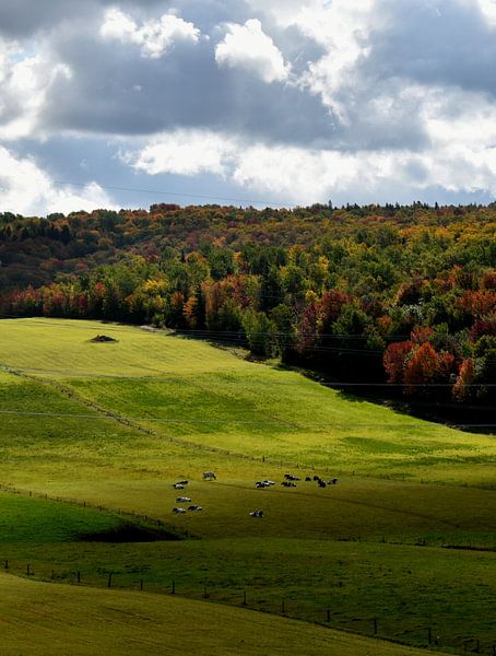 Une forêt à l'automne par Claude Laprise
