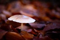 Mushroom