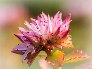 Sedum
