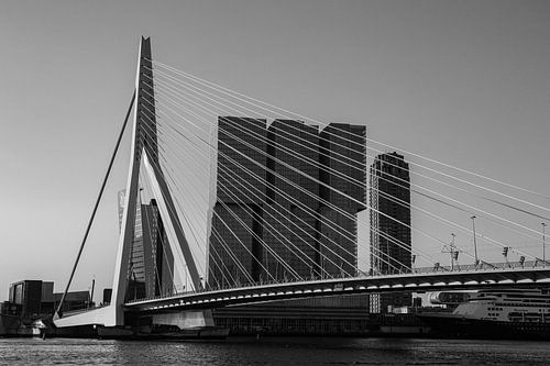 The Rotterdam