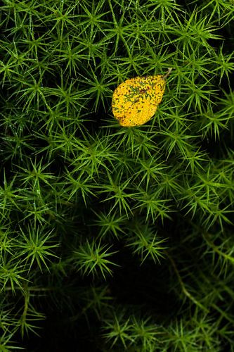 Sterretjesmos in het bos