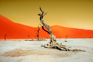 Dead Vlei in der Namib
