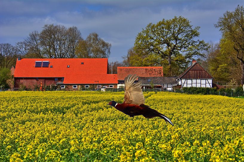 Koolzaad met gouden fazant van Edgar Schermaul