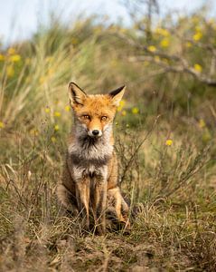 Fuchs (Vulpes)
