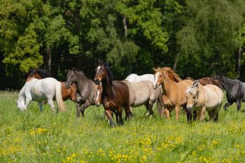 Horses in a meadow