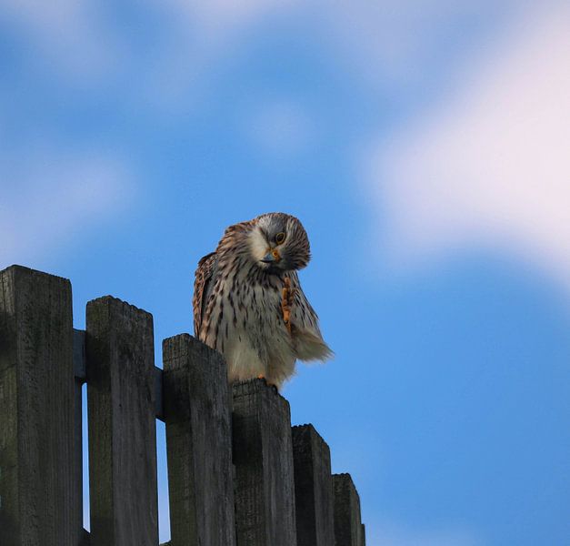 Hi there! Like the kestrel waving at you.... by Marjon Woudboer