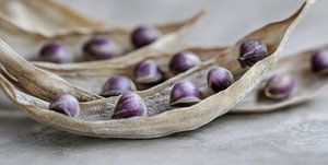 Purple Peas