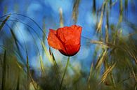 De papaverbloem van Claudia Evans thumbnail