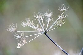 Winter time 2 by Bianca Kraaijenoord