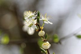 Bloesem by t de bruin