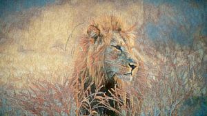 Löwe im hohen Gras von Francis Dost