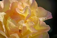 Gelbe Rose, rosé angehaucht