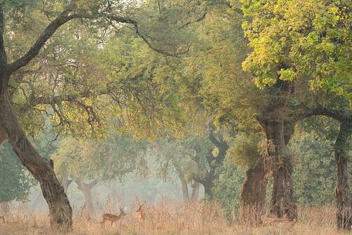 Böcke in einem Märchenwald in Simbabwe von Francis Dost