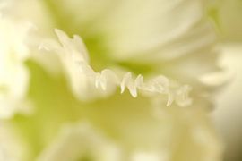 White tulip by Gonnie van de Schans