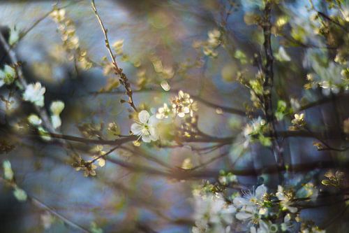 Lente bloesem  in Vondelpark