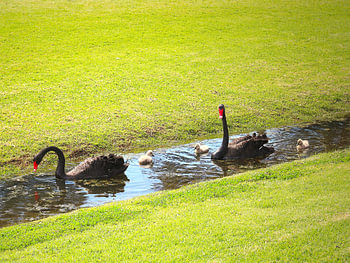 Australian black swans
