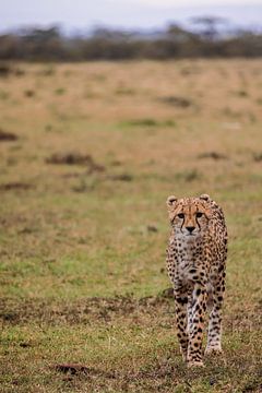 Young cheetah walks towards us by Simone Janssen