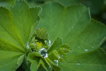 Feuille du Alchemilla mollis après une tempête de pluie sur Erna Böhre