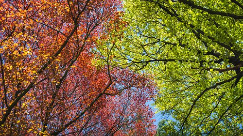 Spring colours in the forest