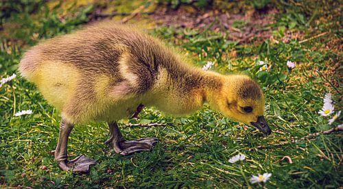 Kleine gans in het kasteelpark Borbeck in Essen-Borbeck