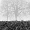Des arbres dans le brouillard sur Ubo Pakes