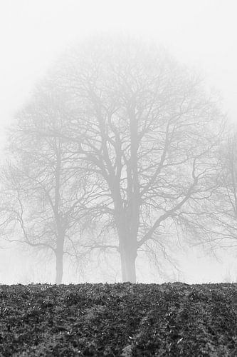 Trees in the fog