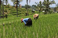 rijstvelden Bali